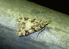 Eudonia delunella