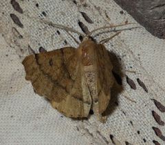 Odontopera bidentata