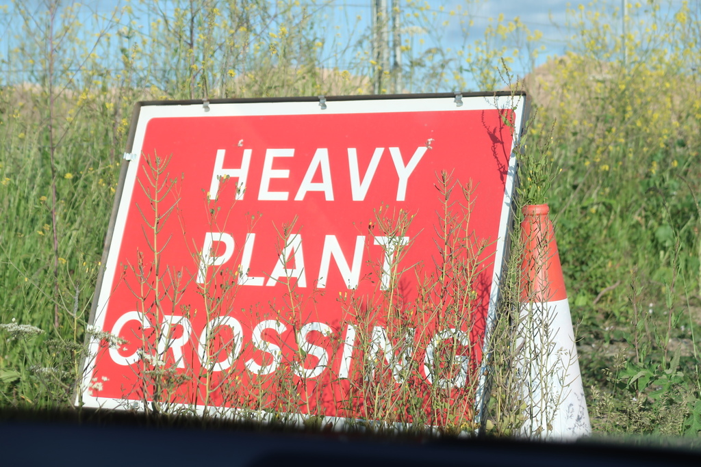mustard family from Mannamead, Plymouth, UK on June 19, 2019 at 0707