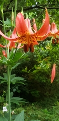 Lilium michiganense