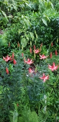 Lilium michiganense