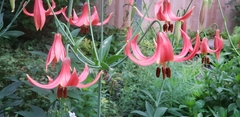 Lilium michiganense