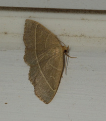 Trisateles emortualis