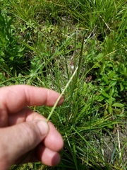 Elionurus tripsacoides