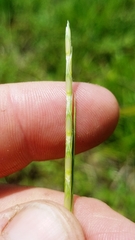 Elionurus tripsacoides