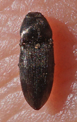 Hypnoidus abbreviatus