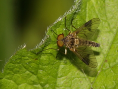 Chrysopilus nubecula