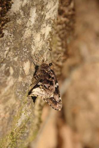 Golden Mottled-Skipper