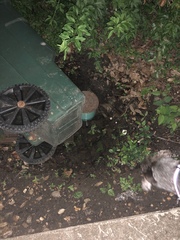 Culex quinquefasciatus