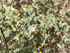 Acmispon americanus