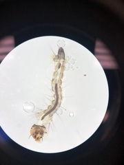 Culex quinquefasciatus