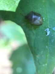 Cosmopepla intergressa