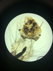 Culex quinquefasciatus