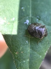 Cosmopepla intergressa