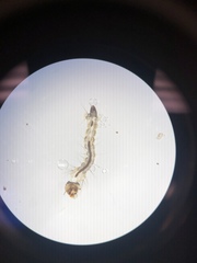 Culex quinquefasciatus