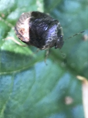 Cosmopepla intergressa