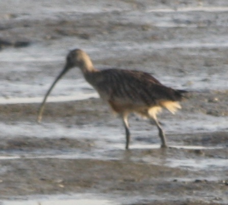 Numenius americanus