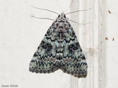 Catocala connubialis