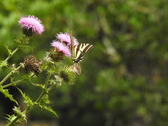 Papilio pilumnus