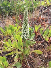 Platanthera elegans elegans