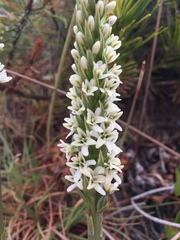 Platanthera elegans elegans