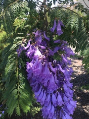 Jacaranda mimosifolia