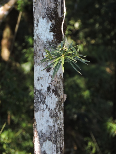 Podocarpus sellowii, photograph 3