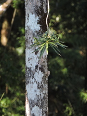(c) Fabrício Mil Homens Riella, some rights reserved (CC BY) Podocarpus sellowii, photograph (c) Fabrício Mil Homens Riella, some rights reserved (CC BY)
