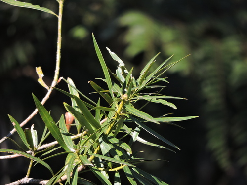 Podocarpus sellowii, photograph 5