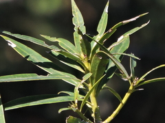 (c) Fabrício Mil Homens Riella, some rights reserved (CC BY) Podocarpus sellowii, photograph (c) Fabrício Mil Homens Riella, some rights reserved (CC BY)