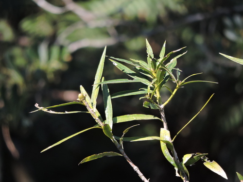 Podocarpus sellowii, photograph 6