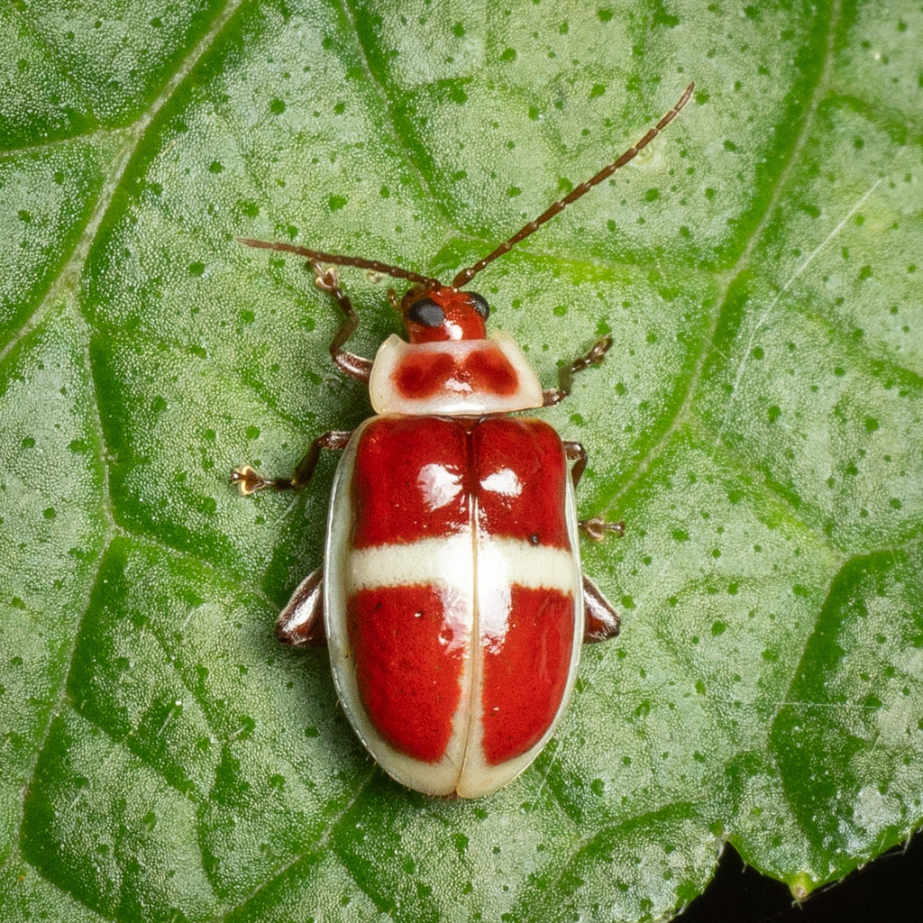 Asphaera discicollis