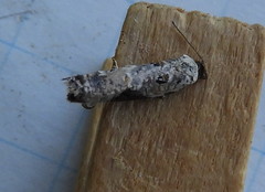 Acleris nivisellana