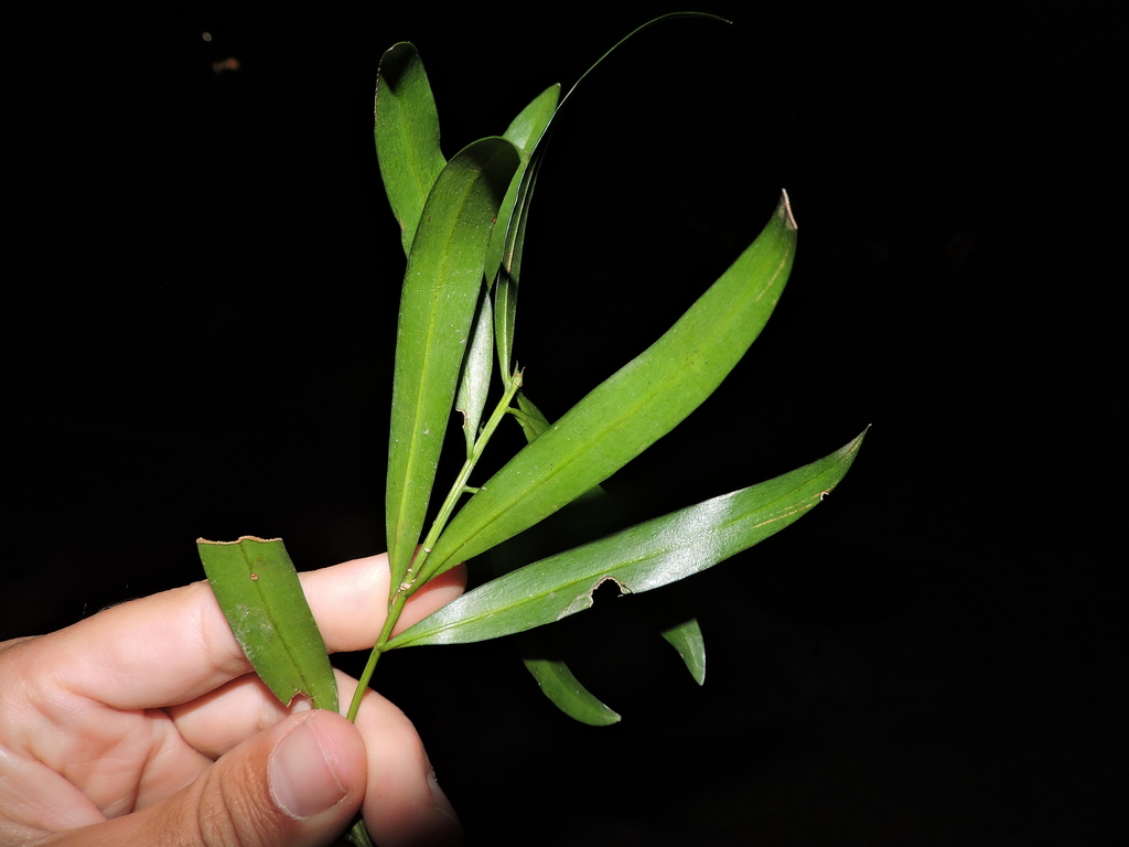 Podocarpus sellowii; photograph (c) Fabrício Mil Homens Riella, some rights reserved (CC BY)