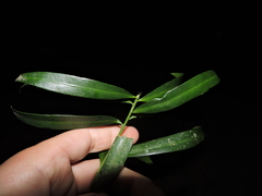 (c) Fabrício Mil Homens Riella, some rights reserved (CC BY) Podocarpus sellowii, photograph (c) Fabrício Mil Homens Riella, some rights reserved (CC BY)
