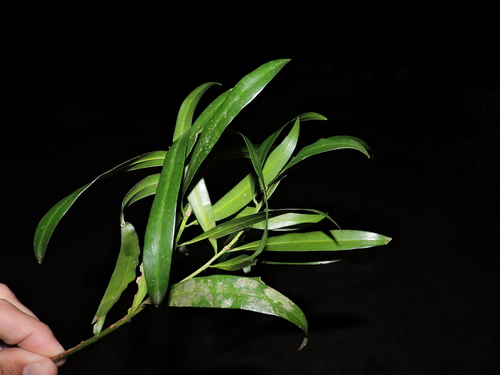 Podocarpus sellowii, photograph 1