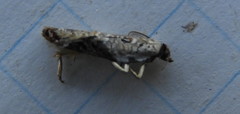 Acleris nivisellana
