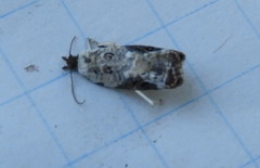 Acleris nivisellana