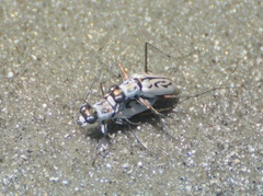 Habroscelimorpha dorsalis