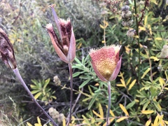 Calochortus weedii intermedius