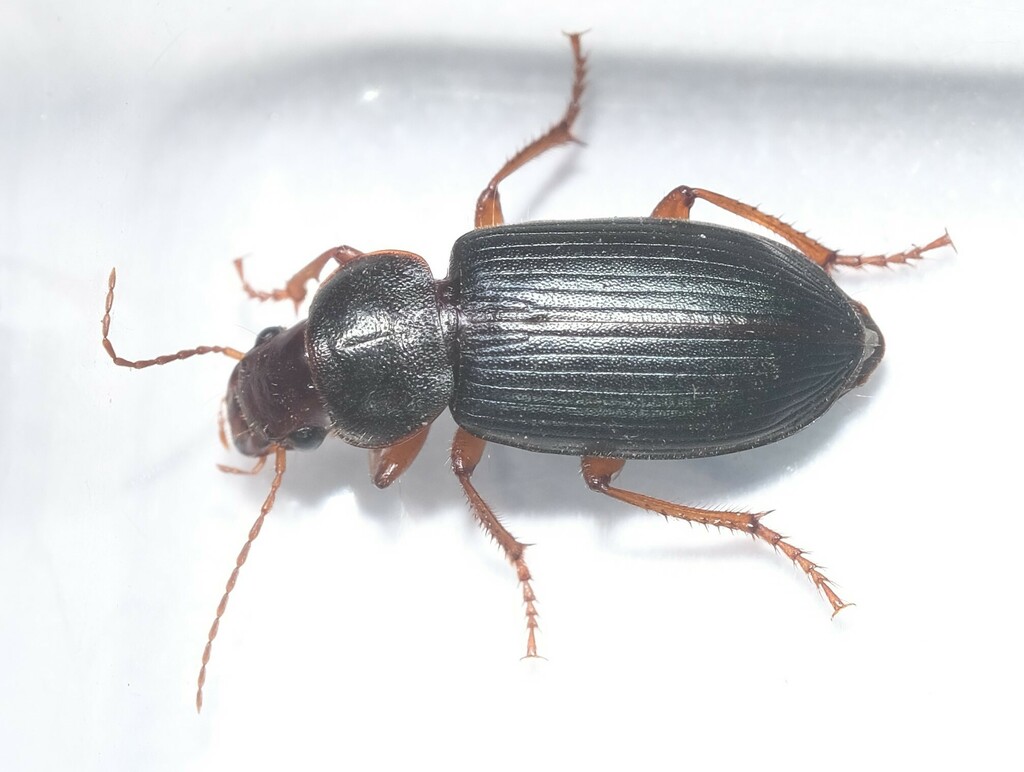 Ophonus ardosiacus