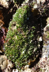 Ulva californica