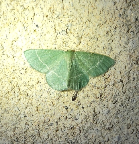 Mažasis Žaliasprindis nuotrauka