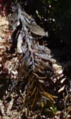 Stephanocystis