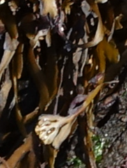Stephanocystis