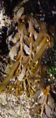 Stephanocystis