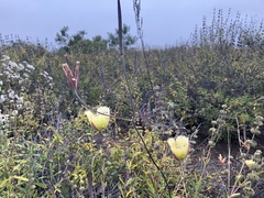 Calochortus weedii intermedius