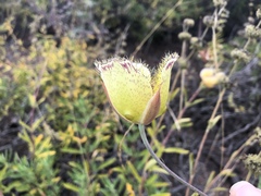 Calochortus weedii intermedius