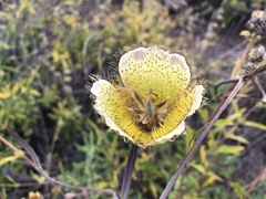 Calochortus weedii intermedius