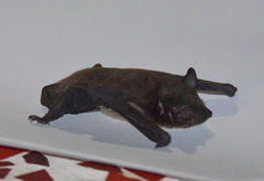 Evening Bat photo 1